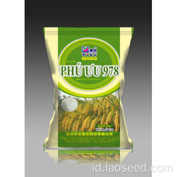 Vietnam 978 Hibrida Palay Seeds